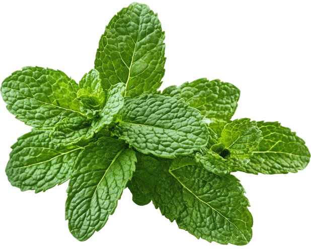 Peppermint Extract ingredient in Synaptigen